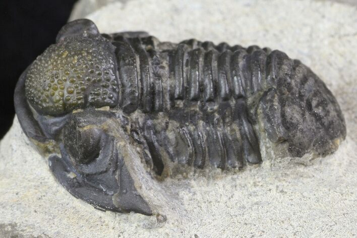 Bargain, Detailed Gerastos Trilobite Fossil - Morocco #164728
